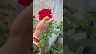 terrace garden new rose 0