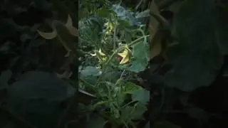 bertani tomat hst 35hari | roselabunga