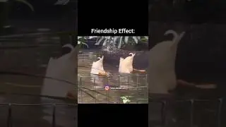 Saste Nashe taar chipk gaye 😂 | funny memes |#shorts #funny #memes #reels