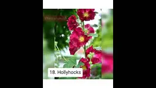 Best 30 winter flower name in india 2021 | Easy to grow flower plant |