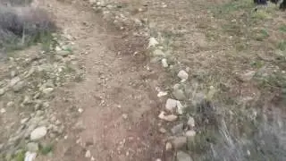 Running in Puma Canyon, Pinon Hills, Ca