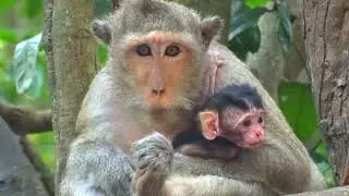 Beloved Newborn Baby Monkey Relaxing With Mom Monkey On Tree and happy animal #1106