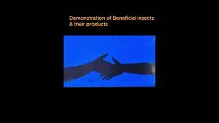 Nature's Unsung Heroes: The Power of Beneficial Insects & Their Gifts