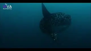 E 4 - VIVA FILM FESTIVAL 2021 - Galapagos: Secrets of the Ocean Giants - Jeffrey Garriock - Trailer