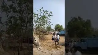 Aluru Bull Market//30/03/2022