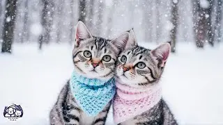 NEW, IMPROVED Cat Music - Cure Separation Anxiety with Calming Music for Cats - Gentle Cat Tunes