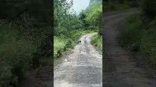 #nationalbirdofindia