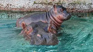 Знакомьтесь, Мейзи! 🦛 Первый месяц Гиппо в Гиппо-школе 🎓🍼