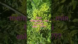 cabe rawit..merk..maruty.,.kebanyakan didaerah KMI seperti ini..mohon pencerahannya...