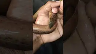 Kuchia kuche fish 🐍🐍🐍 #kuchia #kuchen #shortsvideo #shorts