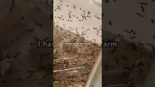 I have so many ants now 😵&zwj;💫