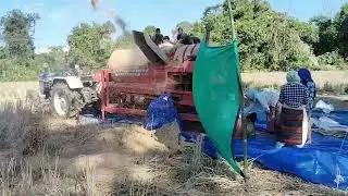 Morona - Treading of Grain using Machine | Paddy Rice Thresher Engine Tractor operater agri machine