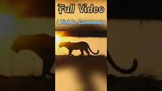 Awesome Golden Leopard Video status! 🐢🐚🐿️🐻🕊️🦁🦣🐘🦌🐼🐫🐎🪶🦏🦅