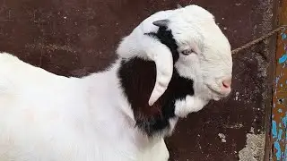 Nayab kwality ke Malwa petarn ke bachche ahsan Kota Malwa zirapur
