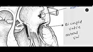 The Cardiovascular and Respiratory System (OCR GCSE PE) | Super PE Online 