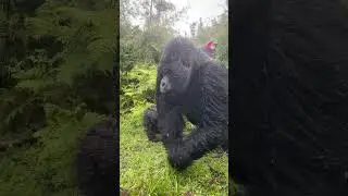 Gorilla comes towards the camera