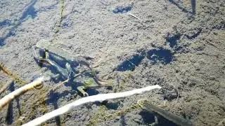 Three male carpathian newts (Lissotriton montandoni)