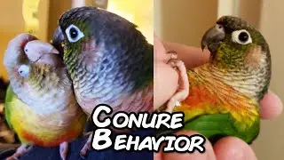Why Does My Conure Act Differently Then Most? - Answering Common Questions