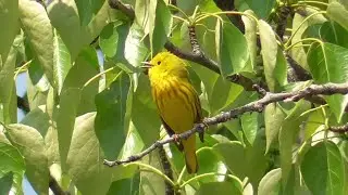 Elusive Yellow Warblers