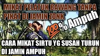 MIKAT PELATUK BAWANG TANPA PIKAT DI JAMIN JONK || CARA MIKAT SIRPU YG SUSAH TURUN DI JAMIN AMPUH