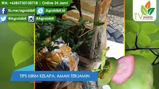 Tips Kirim Tanaman Kelapa Aman dan Terjamin Keluar Jawa
