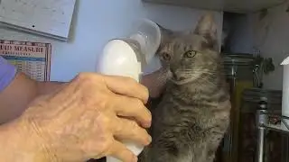Nebulizer Treatment for my Cat with Upper Respiratory Infection