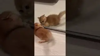 Cats😍#cat #cats #catlover #catvideos #catlovers #catshorts #funny #funnyvideo #funnyshorts #videocat