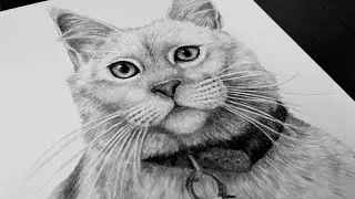 White Cat drawing with charcoal