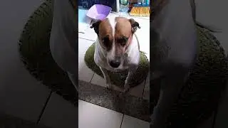 OLHAR A ONDE ELA SENTOU #animals #cachorro #petsfofinhos#cute