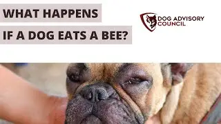 What Happens If A Dog Eats a Bee?