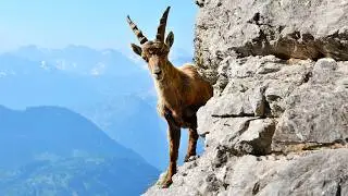 Ibex: Acrobats On The Rocks