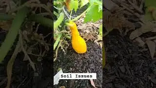 Yellow to Orange Squash| Lack of nutrition in my soil #garden #orange #squash #soil #issue