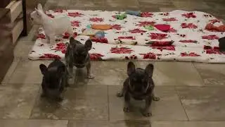 French Bulldog Puppies For Sale