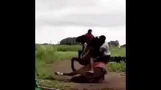 horse fool video #viral #youtube #kathiyawadi #horsestunts #youtubeshorts