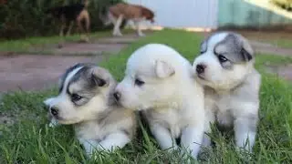 cute dogs and puppies doing funny things compilations