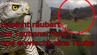 Habicht vs Tauben |Das Dach ist kein sicherer Platz vor dem Raubvogel!