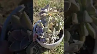 Ghost Succulent Plant Cluster #succulent #nature #plants