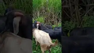 #Jamnapuri and surti breeds of Goats# Goat farming Best income scores