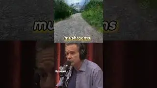 Carl jung active imagination Jimmy dore and Joe rogan