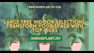 Large Tree Indoor Selections: Transform Your Space with Top Picks | Houseplant Joy
