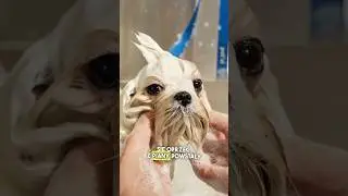 Jak kąpać maltańczyka ? #grooming  #poradnik