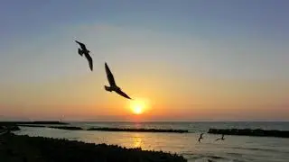 Toshio Mashima - Seagull (flute : Kirio Matsuda)