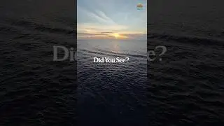 Did You See?
