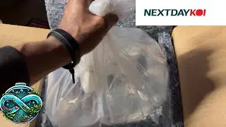 UNBOXING NEW NEW KOI FOR INDOOR POND!!!(GOSANKE VARIETY🇯🇵)