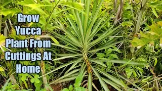 How to Grow Silver Yucca Plant from Cuttings|युक्का के पौधे को कटिंग से कैसे उगाए