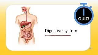 Quiz! MCQs - Digestive System - Part 2