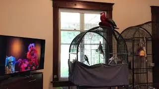 Jackson the Macaw Dancing