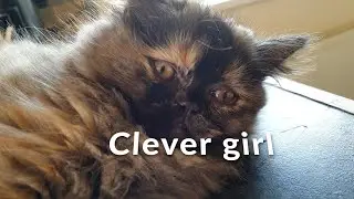 Perdolls caught on pet cam