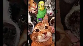 How to Find Your Lost Pet &ndash; Essential Tips and Tricks!