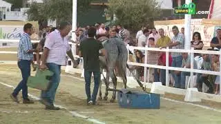XII Concurso de Arrastre de Piedra con Mulos - Una Pará en Gines 2018
